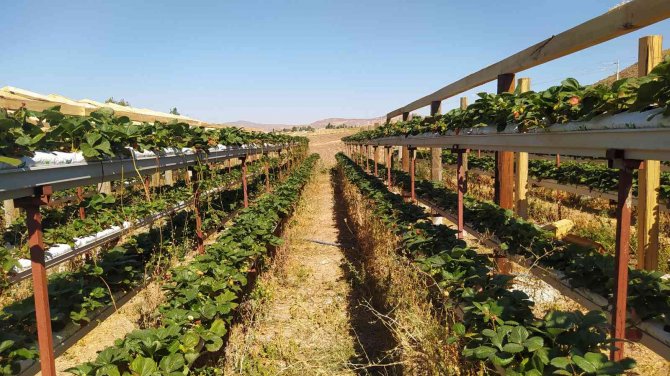 Üretime Kat Attı, Bir Dikti Üç Aldı