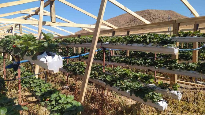 Üretime Kat Attı, Bir Dikti Üç Aldı