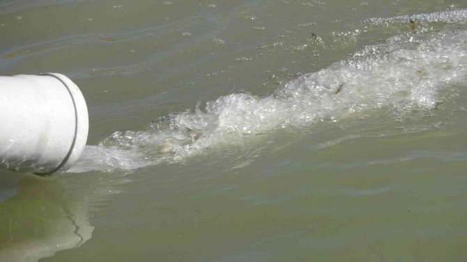 Van’da 1 Milyon Balık Göllere Bırakıldı