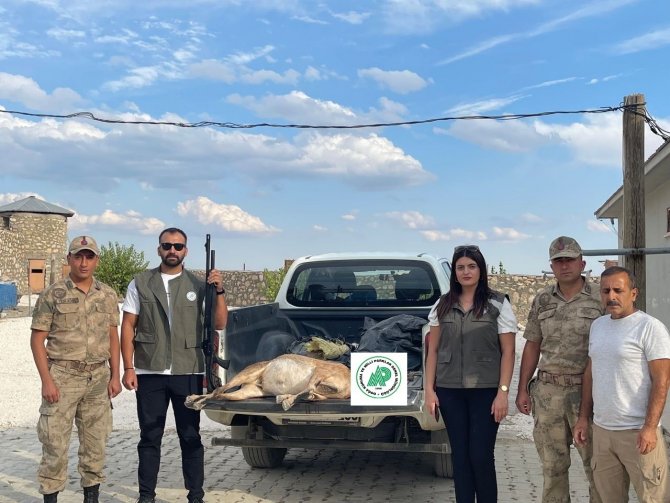 Tunceli’de Yaban Keçisi Avlayan Şahsa 253 Bin Lira Ceza