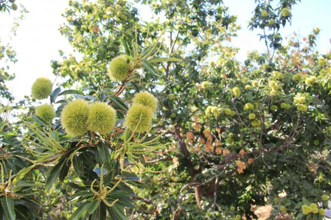 Kestane Üreticisi Umutlu