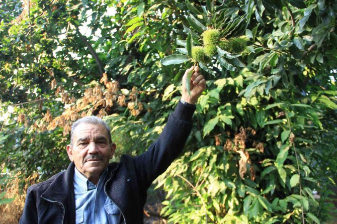 Kestane Üreticisi Umutlu