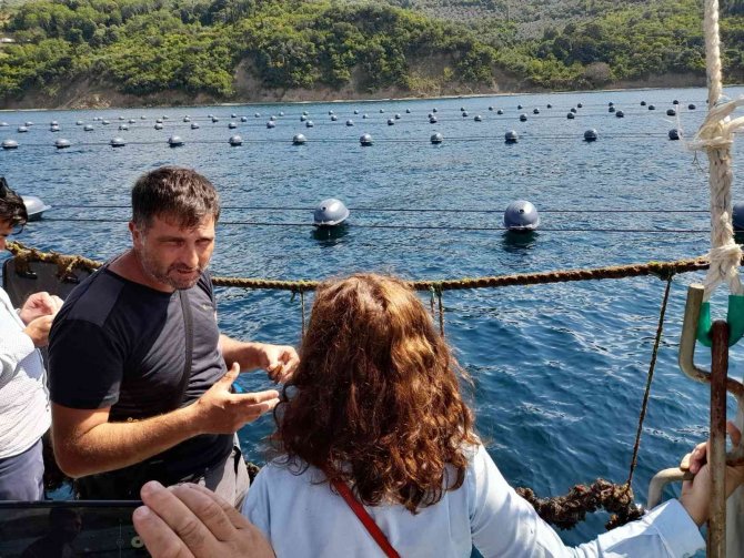 Yalova’da Organik Midye Sertifikasyon İşlemleri Başladı