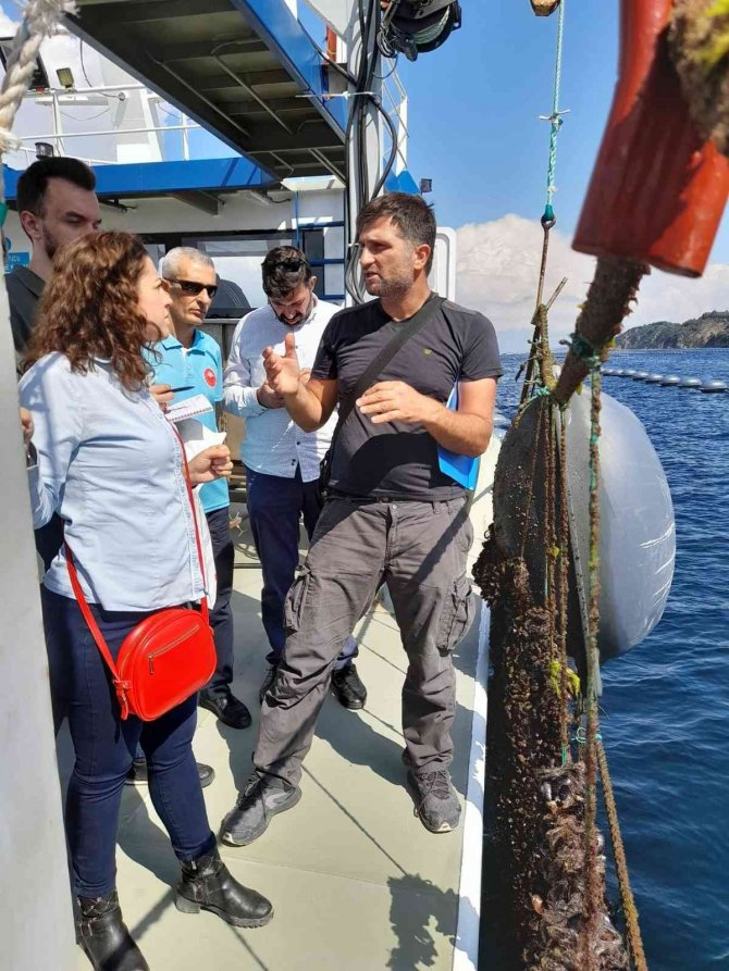 Yalova’da Organik Midye Sertifikasyon İşlemleri Başladı