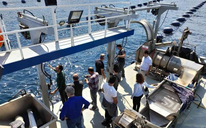 Yalova’da Organik Midye Sertifikasyon İşlemleri Başladı