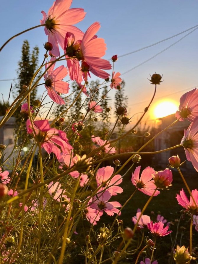 Rengarenk Çiçekler Sonbaharı Karşıladı