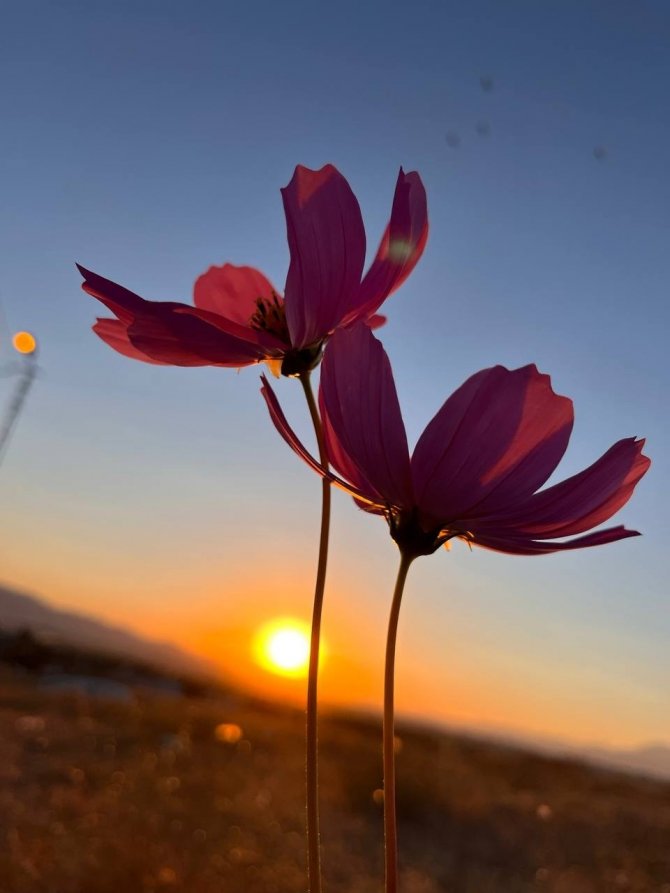 Rengarenk Çiçekler Sonbaharı Karşıladı