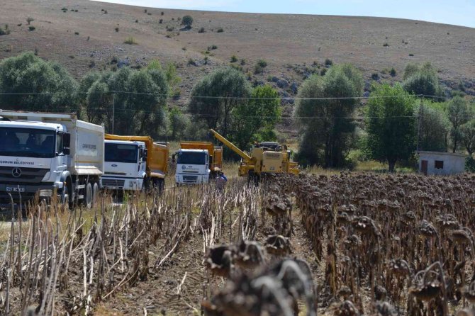 Çorum’da Belediye Arazilerinde Yağlık Ayçiçeği Hasadı Başladı