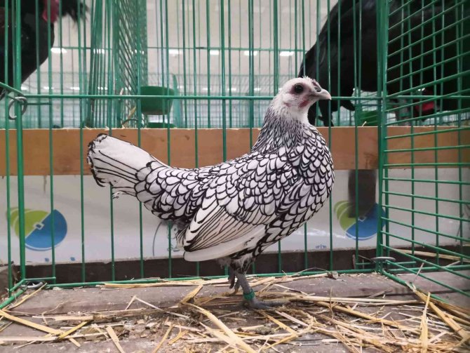 Süs Tavukları Ankara’da Podyuma Çıkacak