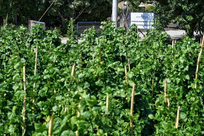 5 Bin Metrekarelik Alana Ekimi Yapılan Çandır Fasulyesinde Hasat İçin Gün Sayılıyor