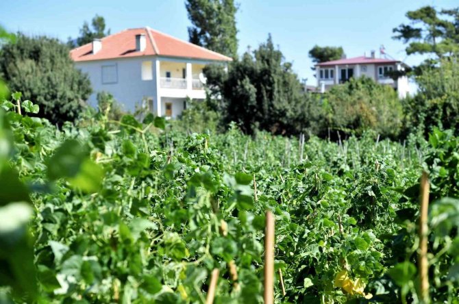 5 Bin Metrekarelik Alana Ekimi Yapılan Çandır Fasulyesinde Hasat İçin Gün Sayılıyor