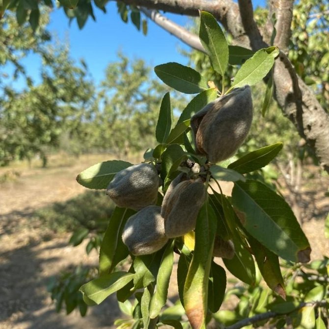 Efeler’de Fidan Desteği Kontrolleri Gerçekleştirildi