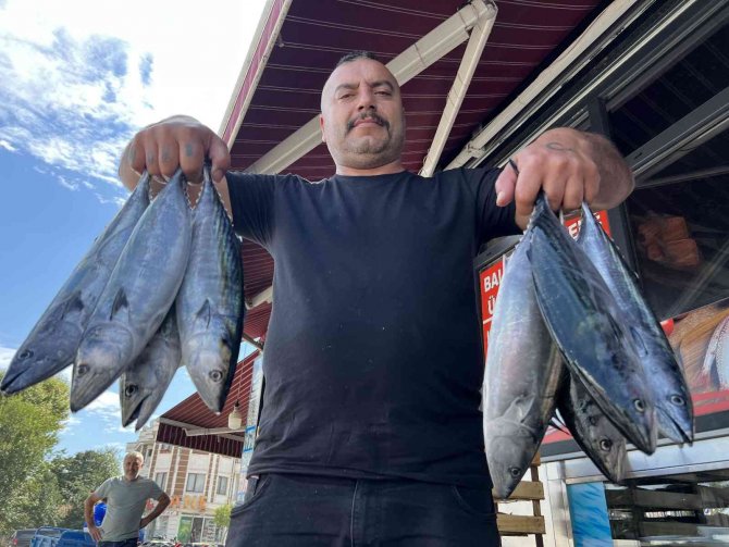 Palamuttaki Bolluk Fiyatı Dibe Çekti