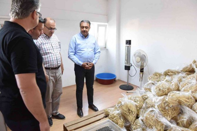 Balıkesir’de Ayçiçek Hasadına Başlandı