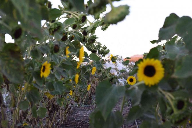 Balıkesir’de Ayçiçek Hasadına Başlandı
