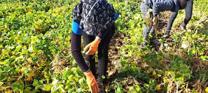 Fasulye Hasadı Çiftçilerin Yüzünü Güldürdü