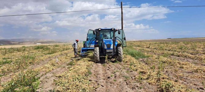 Fasulye Hasadı Çiftçilerin Yüzünü Güldürdü