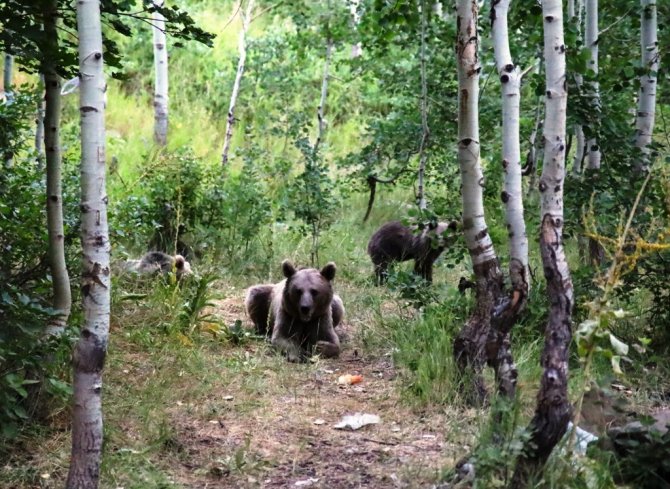Nemrut’un Maskotu Ayılar Ziyaretçilerin Korkulu Rüyası Oldu