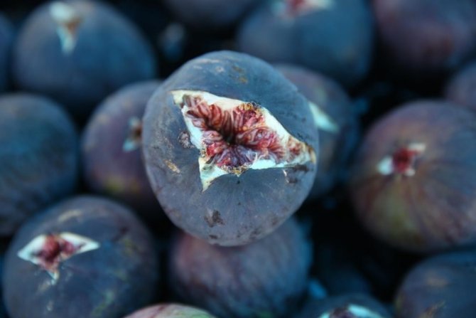 Büyükşehir Devreye Girdi, Üreticilerin Yüzü Güldü