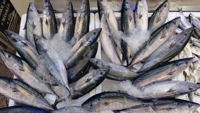 Ordu’da Palamut Fiyatları Düştü: Kiloluk Palamutlar 40 Lira