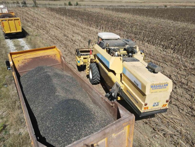 Çorum’da Belediye Arazilerinde Yağlık Ayçiçeği Hasadı Başladı