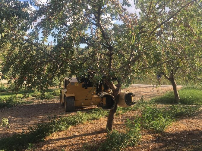 Salihli’de Badem Hasadı Başladı
