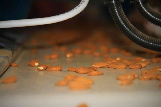 Elazığ’da 20 Bin Dönümlük Alanda Badem Hasadı Başladı