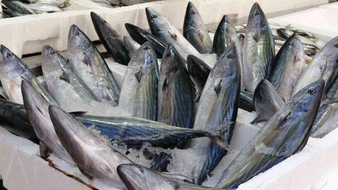 Ordu’da Palamut Fiyatları Düştü: Kiloluk Palamutlar 40 Lira