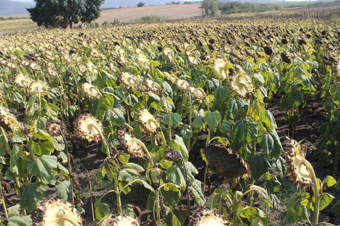 Ayçiçeği Üreticisinin Yüzü Gülüyor