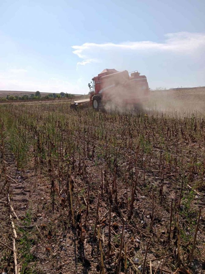 Ayçiçeği Üreticisinin Yüzü Gülüyor