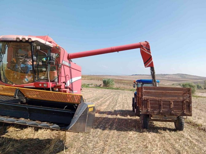 Ayçiçeği Üreticisinin Yüzü Gülüyor