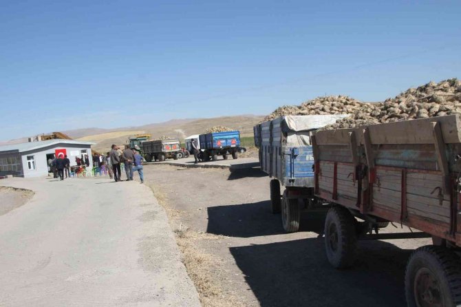 Malazgirt’te Pancar Alım Kampanyası Başladı