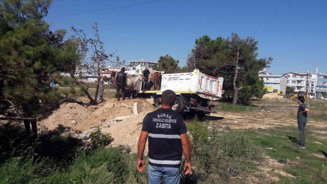 Başıboş Atlar Yakalandı