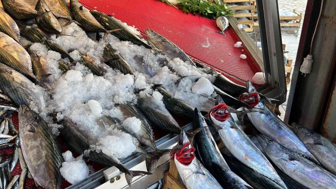 Palamuttaki Bolluk Fiyatı Dibe Çekti