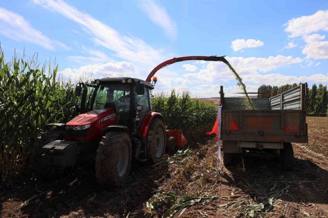 Sivas’ta Silajlık Mısır Hasadı Yapıldı