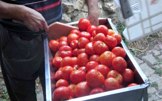 Domatesin Fiyatı Arttı, Salça Yapan Azaldı
