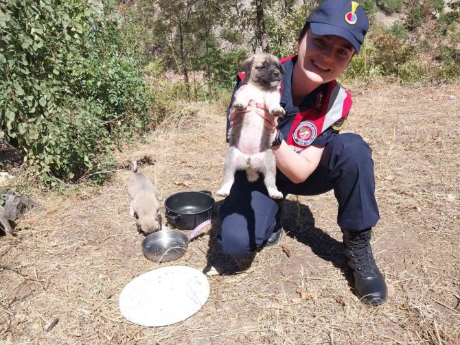 Vicdansızlığın Böylesi, Jandarma Ekipleri Sahip Çıktı