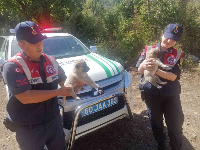 Vicdansızlığın Böylesi, Jandarma Ekipleri Sahip Çıktı