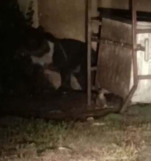 Tunceli’de Beyaz Yeleli Boz Ayılar Görüntülendi