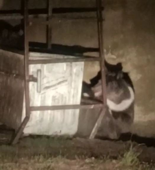 Tunceli’de Beyaz Yeleli Boz Ayılar Görüntülendi