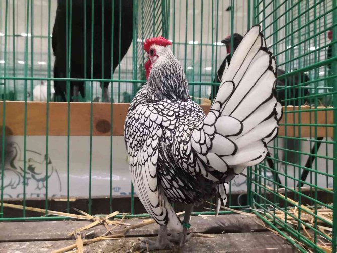 Süs Tavukları Ankara’da Podyuma Çıkacak