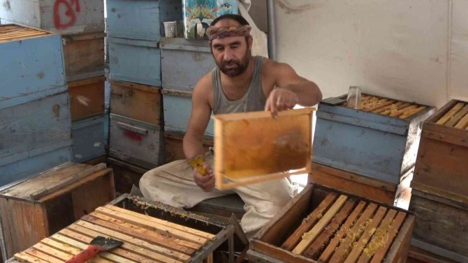 Muş’ta 630 Ton Bal Hasadı Bekleniyor
