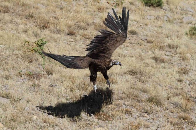 Zehirlenen Kara Akbaba Doğaya Salındı
