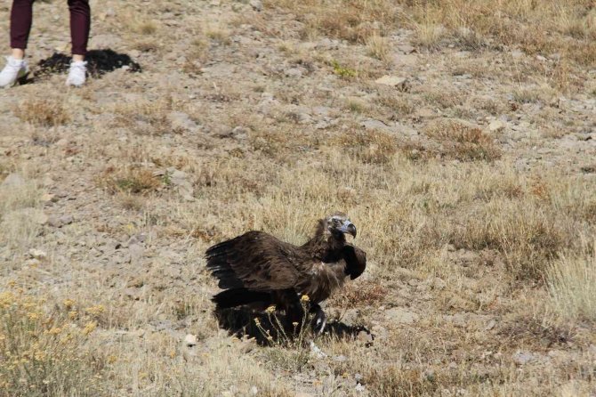 Zehirlenen Kara Akbaba Doğaya Salındı