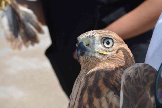 Tedavileri Tamamlanan Kerkenez Ve Kızıl Şahinler Doğaya Salındı