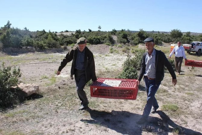 Yüzlerce Çil Keklik Doğaya Salındı