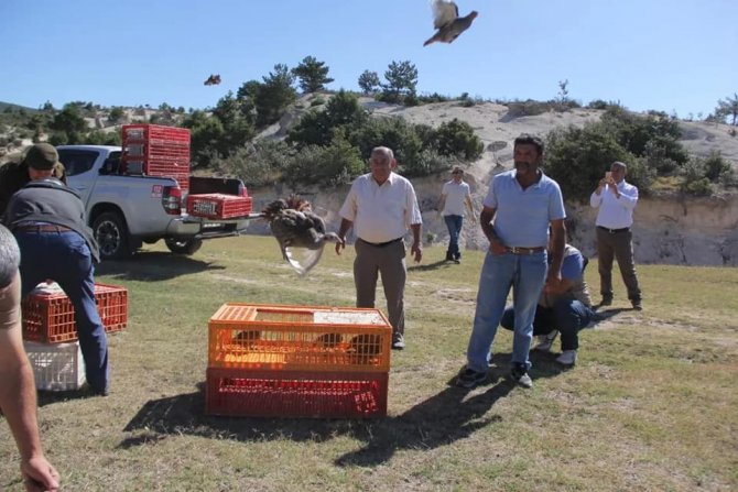 Yüzlerce Çil Keklik Doğaya Salındı