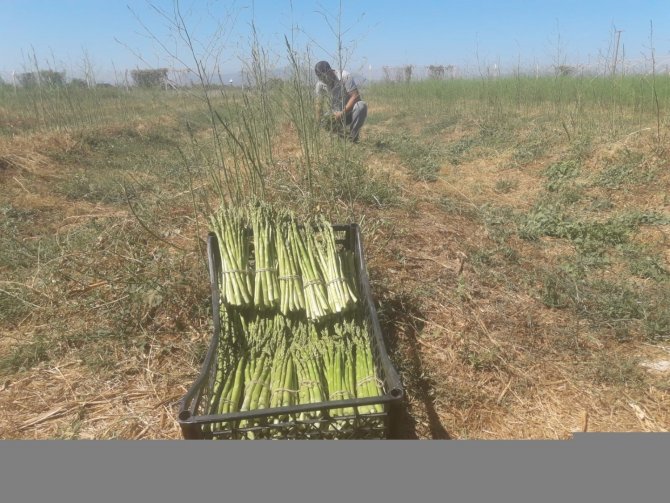 Büyükşehir Belediyesi’nin Kuşkonmazları Halk Ege Et Reyonlarında Yerini Aldı