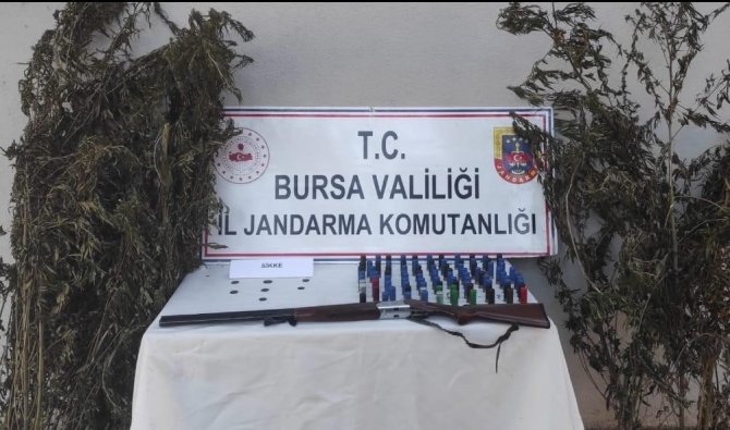 Bursa’da Kenevir Tarlasına Jandarma Baskını
