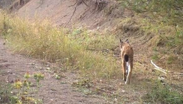 Vahşi Hayvanlar Sakinlikleri İle Dikkat Çekti